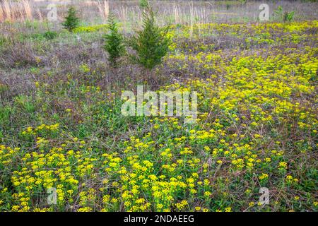 Cypress Spurge; fioritura all'inizio della primavera nella Delaware Water Gao National Recreation Area, Pennsylvania Foto Stock