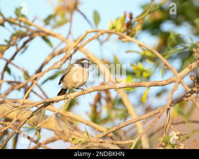 Primo piano di uno stonechat delle Canarie a Fuerteventura Foto Stock