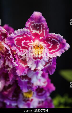 Un fuoco selettivo di Odontoglossum rosa (orchidea) su uno sfondo nero Foto Stock