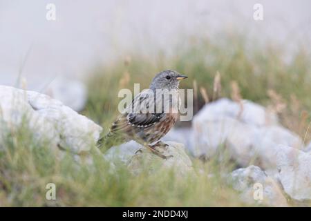 Il "Alpine" (Prunella collaris), un uccello che vive ad alta quota. Abruzzo, Italia Foto Stock