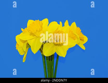 Sfondo blu con giallo narcisi bandiera Ucraina, la guerra in Ucraina concetto in bandiera nazionale colori di indipendenza Ucraina. Freedom blu e yello Foto Stock