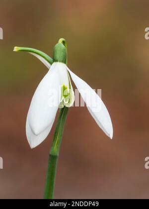 Fiore di gennaio del duro, fioritura media stagione colmo di neve gigante, Galanthus elwesii 'Orion' Foto Stock