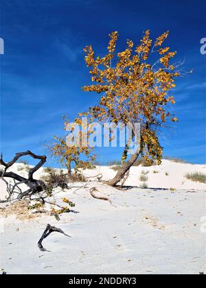 Alberi di Cottonwood di colore autunnale al White Sands National Park, New Mexico Foto Stock