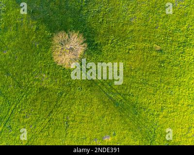 Vista aerea di un prato verde al tramonto con un unico albero che proietta una lunga ombra. Ripresa direttamente dall'alto con un drone. Foto Stock