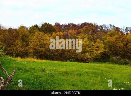 I magici colori autunnali della foresta e l'erba verde ancora fresca della glade Foto Stock