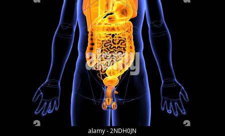 A 3D ha reso l'illustrazione di un sistema digestivo umano, intestini su uno sfondo nero Foto Stock