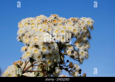 Gum Tree fioritura a Paynesville, Victoria, Australia. Foto Stock