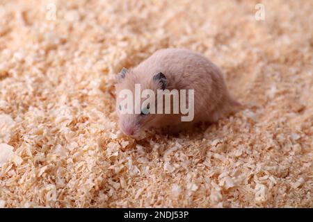 Carino piccolo criceto lanuginoso su trucioli di legno Foto Stock