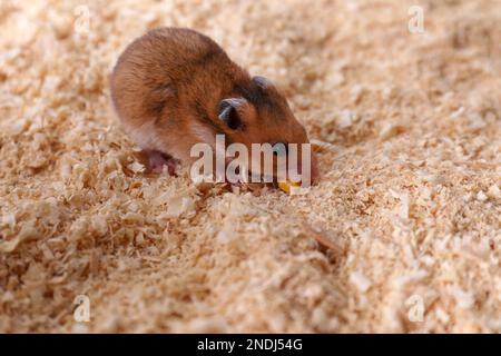 Carino piccolo criceto lanuginoso su trucioli di legno Foto Stock