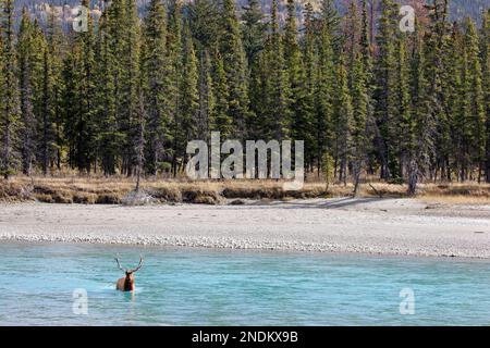 Bull Elk che attraversa il fiume Athabasca nella foresta boreale del Jasper National Park, Alberta, Canada. Cervus canadensis Foto Stock