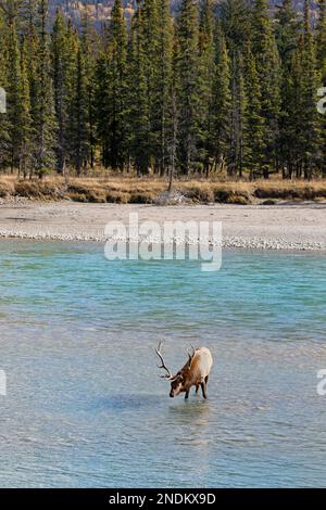 Alci di toro che guadi attraverso il fiume Athabasca nella foresta boreale del Jasper National Park, Alberta, Canada. Cervus canadensis Foto Stock