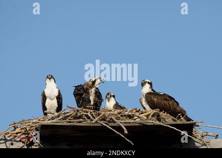 Uccello genitore di Osprey (a destra) con tre fledglings che si appollaiano sulla piattaforma nido in città, Calgary, Alberta, Canada. Pandion haliaetus carolinensis Foto Stock