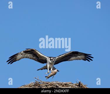 Falco pescatore giovanile che trasporta pesci in taloni che sbarcano sul nido. Calgary, Alberta, Canada. Pandion haliaetus Foto Stock