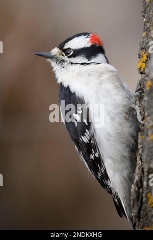 L'uccello maschio del picchio del downy ha appollaiato su un tronco dell'albero in Carburn Park, Calgary, Alberta, Canada Foto Stock