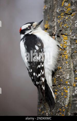 L'uccello maschio del picchio del downy ha appollaiato su un tronco dell'albero in Carburn Park, Calgary, Alberta, Canada Foto Stock