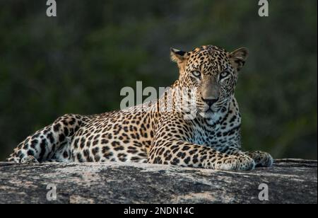 I leopardi dello Sri Lanka nel selvaggio. Foto Stock