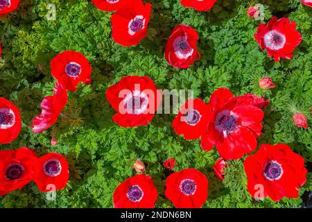 Anemone papavero rosso fiori in fiore vicino al giardino, direttamente dall'alto Foto Stock