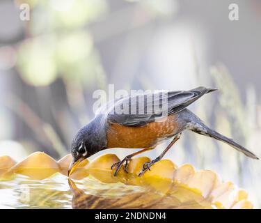 American Robin appollaiato su un bagno di uccelli, acqua potabile. Foto Stock