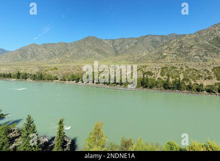 Un ampio canale di un bel fiume turchese che scorre attraverso la valle autunnale ai piedi di alte montagne lungo le rive ricoperte di pini. Katu Foto Stock