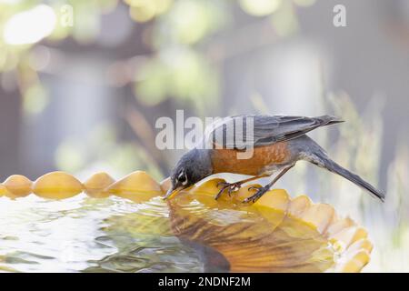 American Robin appollaiato su un bagno di uccelli, acqua potabile. Foto Stock