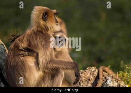 Scimmie e lingue grigie nella foresta. Sri Lanka Foto Stock