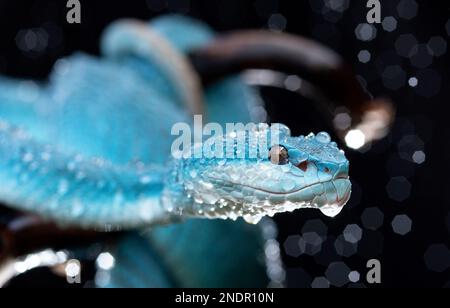 Bel serpente Viper Blu in primo piano Foto Stock