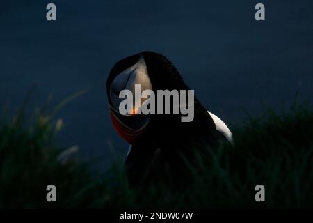 Un intimo primo piano di un unico Puffin Atlantico (Fratercula artica). Il sole di mezzanotte sta illuminando leggermente la guancia. Preso al Latrabjarg uccello c Foto Stock