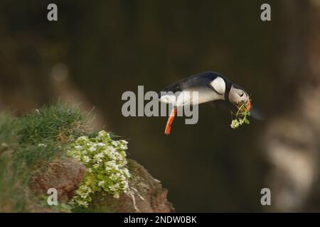 Un unico Puffin Atlantico (Fratercula artica) che si solleva per il volo con fiori bianchi nel suo becco. Preso alle scogliere degli uccelli Latrabjarg nel Westfj Foto Stock