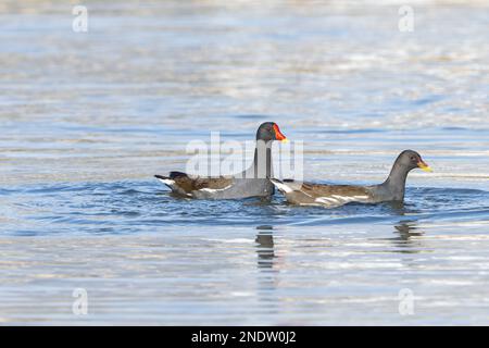 Un paio di comuni moorhen nuotare in un lago in una giornata di sole con sfondo sfocato Foto Stock