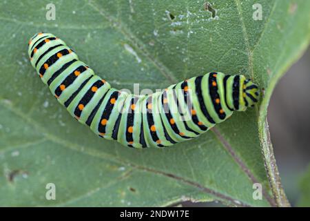 Un primo piano di un bruco nero orientale a coda di rondine che striscio su una foglia di pianta verde Foto Stock