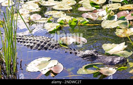 Nuoto con gli alligatori nella palude dell'Everglades National Park, Florida, USA Foto Stock