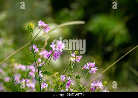 Securigera varia fiore che cresce nella foresta, primo piano Foto Stock