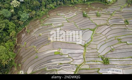 Fotografia aerea dei campi di riso in Karangasem Regency, Bali, Indonesia. Foto Stock