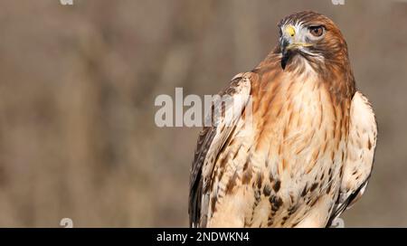 Ritratto di Hawk dalla coda rossa con sfondo marrone, Quebec, Canada Foto Stock