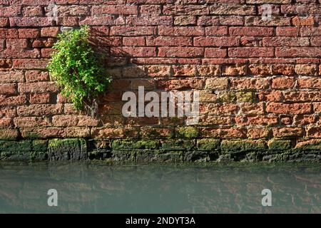 piccola pianta verde che sopravvive sulla vecchia parete di mattoni rossi Foto Stock