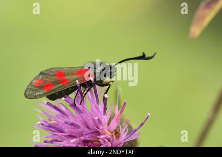 Primo piano naturale su una coloratissima falce di burnet a sei macchie, Zygaena filipendula su un fiore viola a maglia Foto Stock