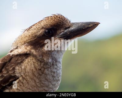Ritratto di un kookaburra, iconico uccello australiano Foto Stock