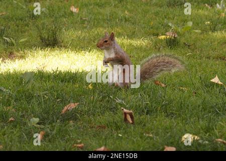 Primo piano naturale sullo scoiattolo grigio orientale, Sciurus carolinensis, nel New York Central Park, Stati Uniti Foto Stock
