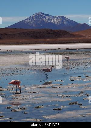 James's flamingo (Phoenicoparrus jamesi) in Laguna Colorada sul circuito sud-ovest, Bolivia Foto Stock