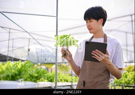 Riuscito e messo a fuoco giovane asiatico maschio hydroponic proprietario di fattoria o agricoltore che ispeziona la qualità delle sue verdure di insalata nella serra. Foto Stock