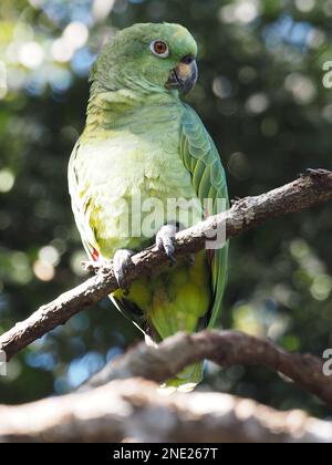 Amazona farinosa farinosa (pappagallo mealy meridionale) in Bolivia Foto Stock