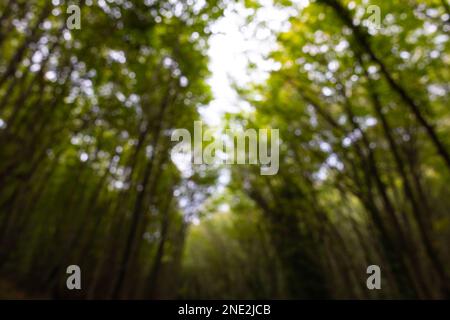 Foto di sfondo foresta sfocata o sfocata. Vista sfocata della foresta. Foto Stock
