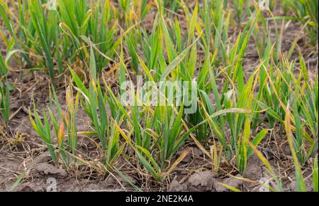 Foglie asciutte di grano giovane sul campo. Foglie di grano malate o erbicide-depresse. Foto Stock