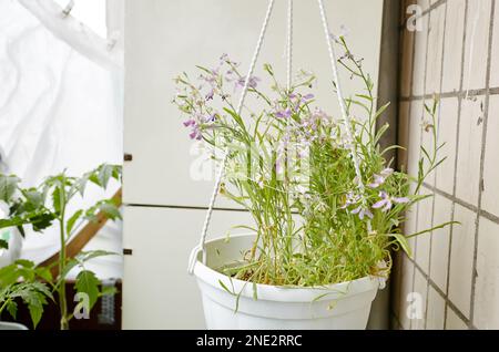 Matthiola in una pentola bianca. Piante decorative da giardino fiorito con fiori profumati cresce in una serra. Cognome Brassicaceae, Nome scientifico Mat Foto Stock