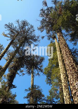 Guardando in alto Araucaria araucana (puzzle scimmia) alberi nel Parco Nazionale di Nahuelbua, Cile Foto Stock