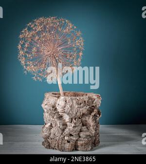 Ikebana - cipolla gigante secca in vaso di sughero su sfondo blu. Foto Stock