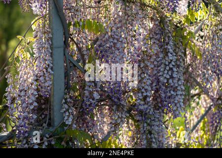 Vista ravvicinata di splendidi fiori di glicine viola appesi a un trellis in un giardino con luce solare che splende dall'alto attraverso i rami su A. Foto Stock