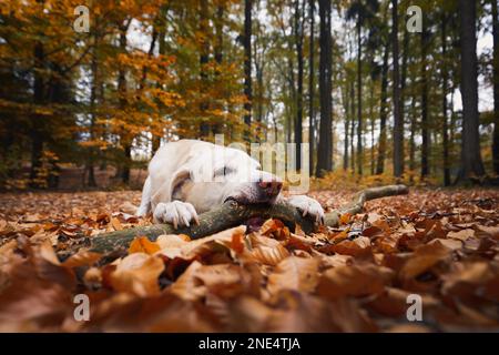 Cane giocoso nella foresta. Bastone mordente carino labrador Retriever durante il giorno di autunno. Foto Stock