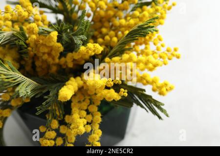 Bella mimosa fiori in vaso su tavolo bianco, primo piano Foto Stock