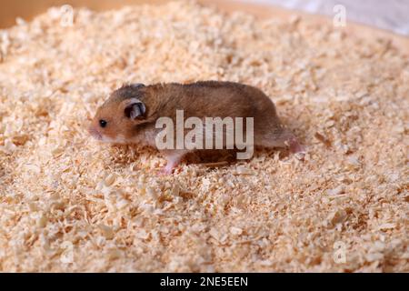 Carino piccolo criceto lanuginoso su trucioli di legno Foto Stock